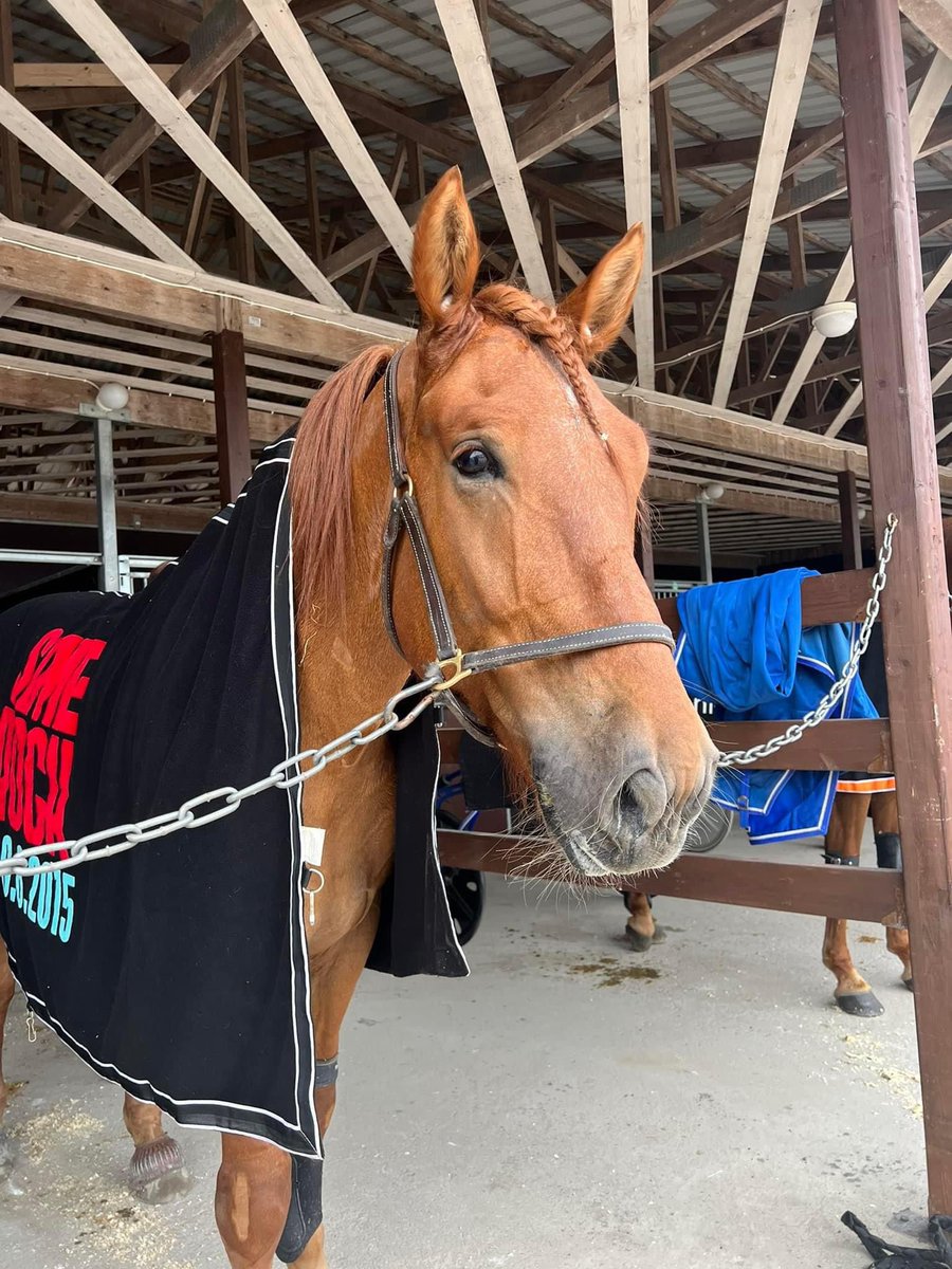 7 vuotta sitten 27.4. Siirin Veeti näki päivänvalon ☀️🎉🥳 Starttaa tänään <a href="/LappeenRavirata/">Lappeen Ravirata</a> L11/6. Odotukset sijoille 1-4. #ravit