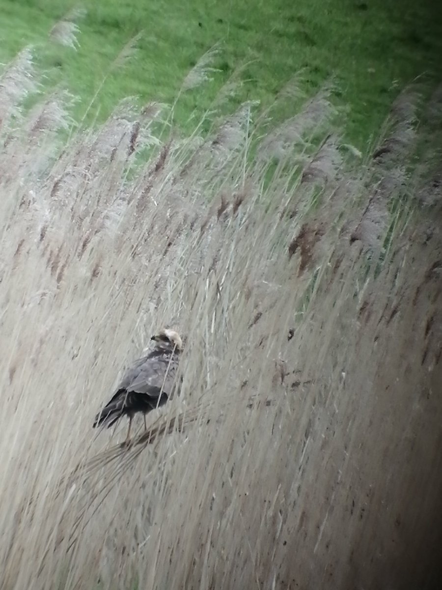 One of the 2 Marsh Harrier That dropped into the flashes #uptonwarren both now flown off.