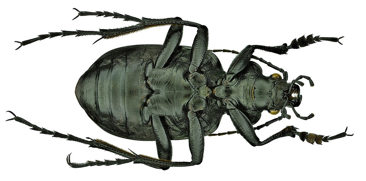 Calosoma maximowiczi Morawitz, 1863
Male
Size: 33 mm
Mt. Toudaogou, Liaoning Xiuyan, CHINE, VII.2017