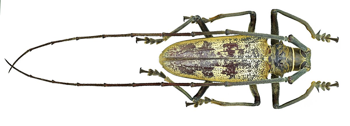 Batocera gerstaeckerii Thomson, 1865
Male
Size: 68 mm
Taliabu isl., INDONESIA, IX.2019