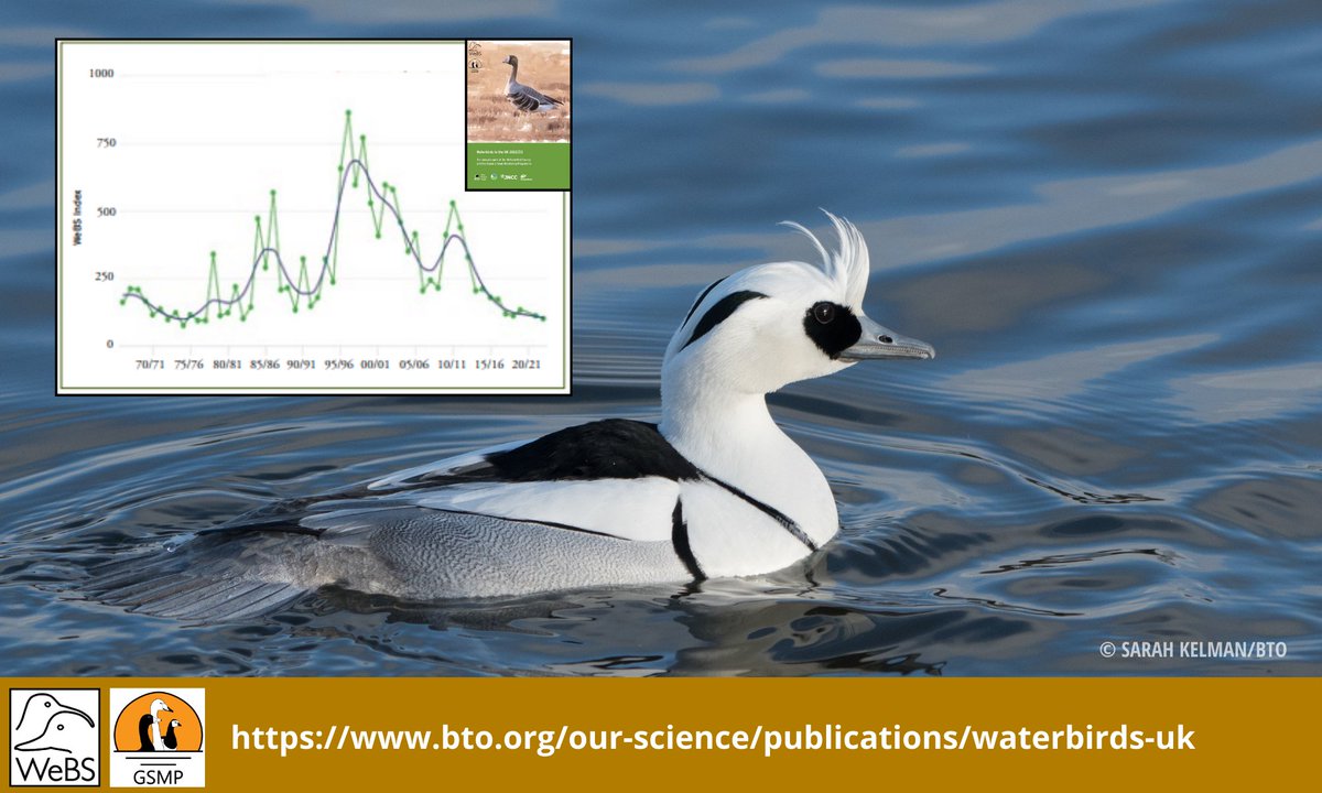 Numbers of Smew wintering in the UK have ⬇️ sharply in recent years, declining by 84% since 1996/97. This is due to short-stopping as the number of 'White Nuns' has ⬆️ in Sweden in the same period. Read more in the Waterbirds in the UK 2022/23 report here👉bit.ly/3WxpKrF