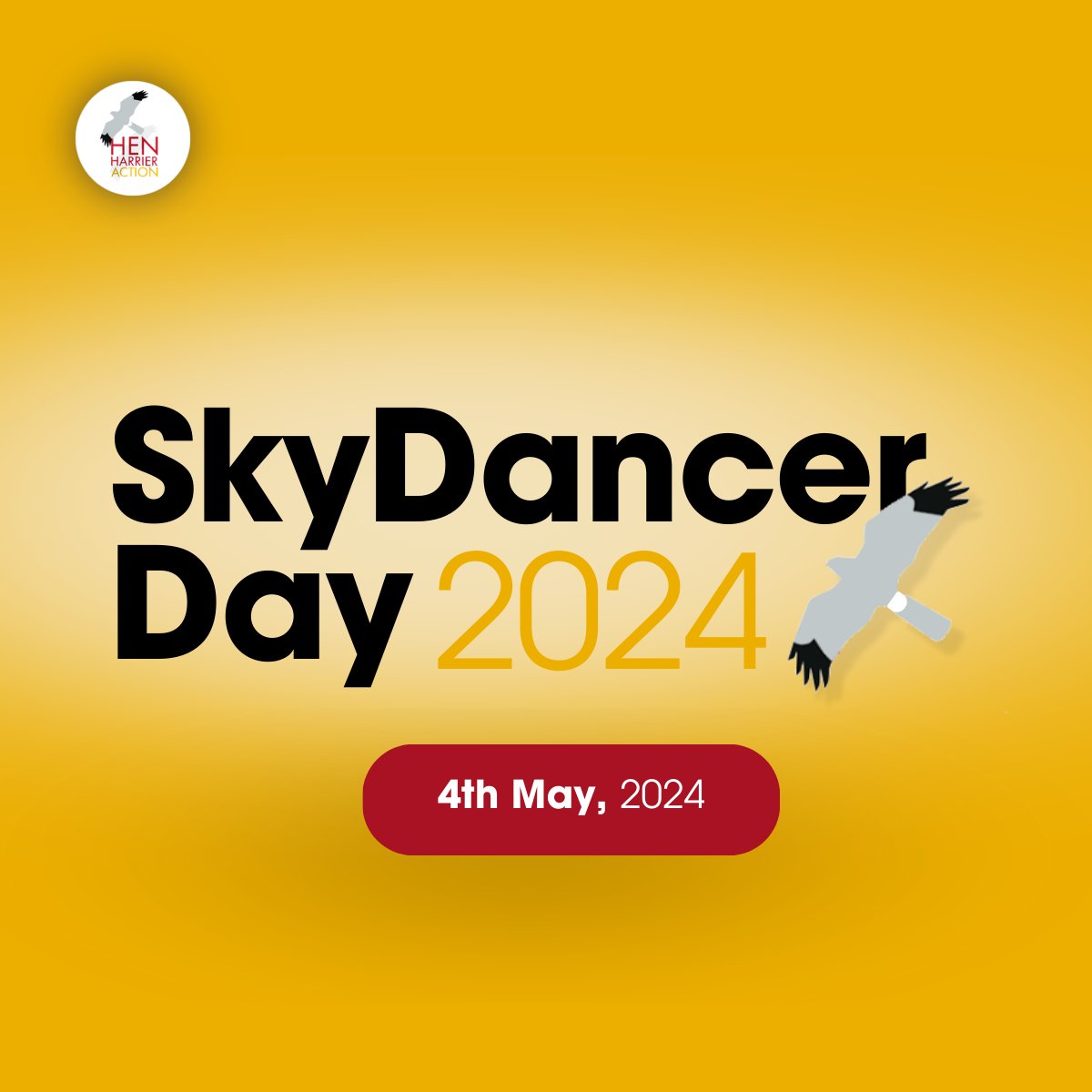It's here!  Hen Harrier Action's #SkydancerDay2024 is LIVE NOW from RSPB Insh Marshes!  

Join us on YouTube for a Livestream programme celebrating these amazing birds & upland conservation stories conservation. 

📺11.00 am (BST), 4th May

➡️Watch Now: youtube.com/watch?v=kNnVDd…