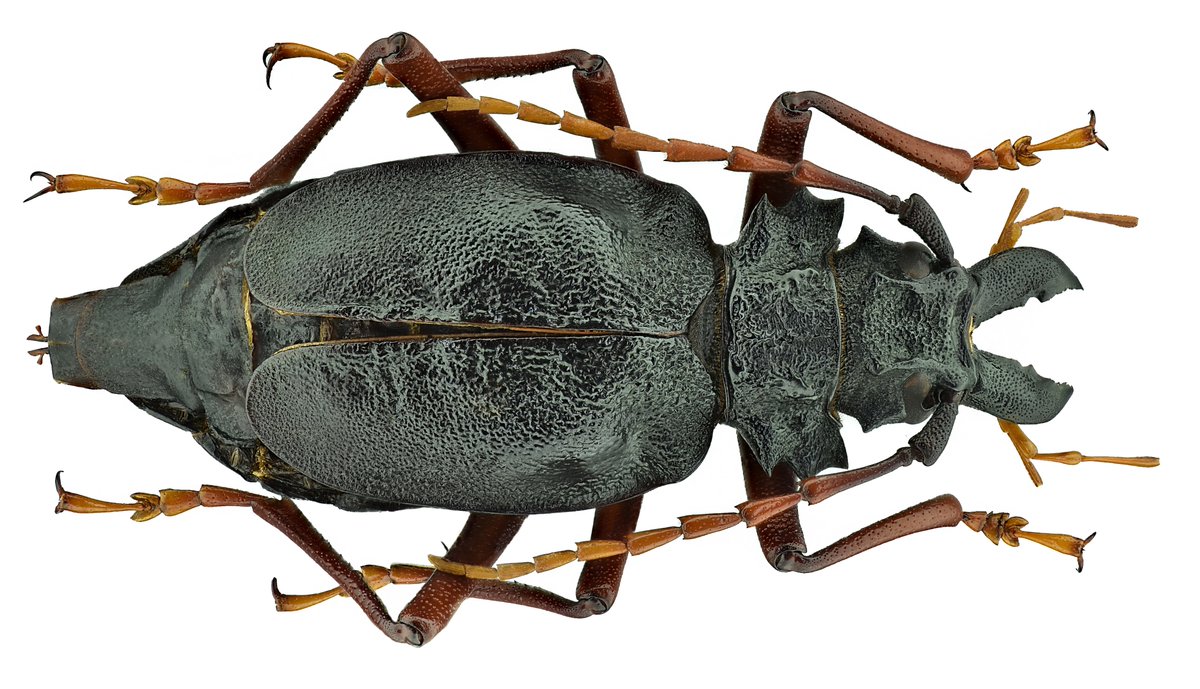 Prionacalus cacicus (White, 1845)
Female
Size: 70 mm
Piura dep., Ayabaca env., 2700 m, PERU, II.2019