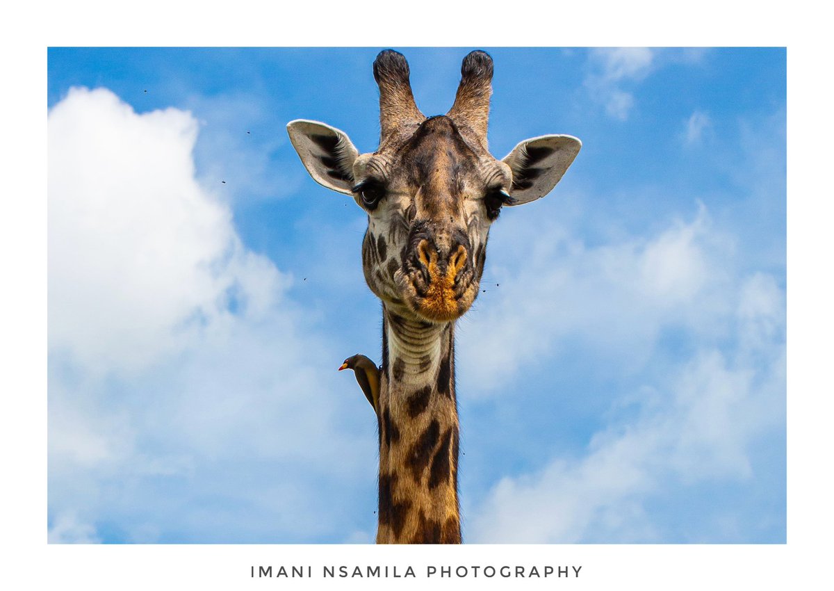 🦒 T W I G A 🦒 📸 @nsamila #Pichazansamila #Tanzania #Giraffe