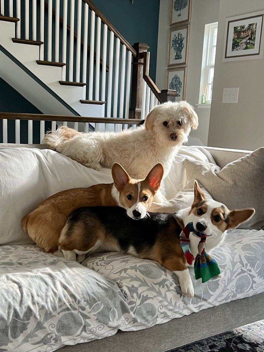 Good Saturday morning to all who don’t murder puppies. Rosie, Fiona Bea and Gibson are here to remind us that there are no bad dogs! #CorgiCrew #puppylove
