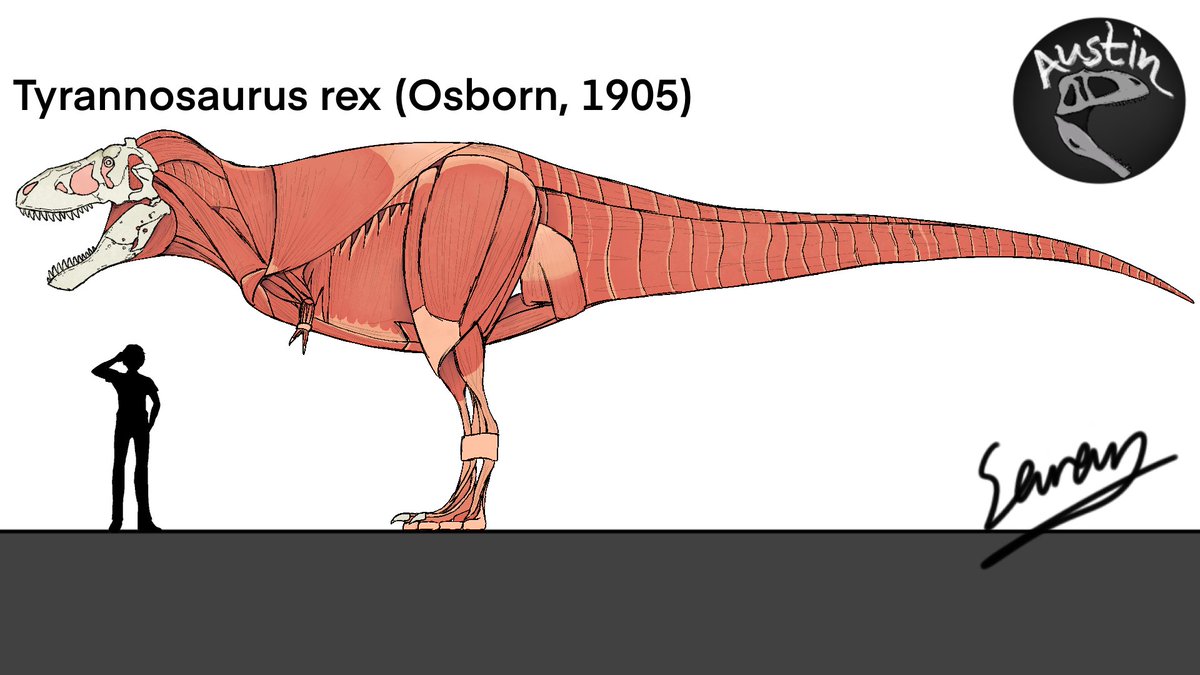 DOUBLE MUSCLE STUDIES #paleoart #anatomyart #dinosaurs