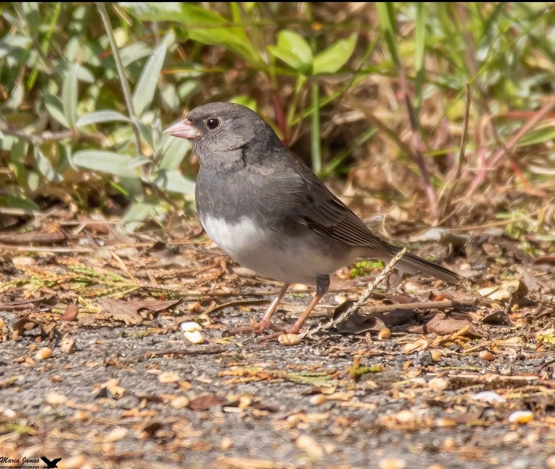 Dark-eyed Junco in Hartlepool this morning showing well @teesbirds1 @Natures_Voice @teeswildlife