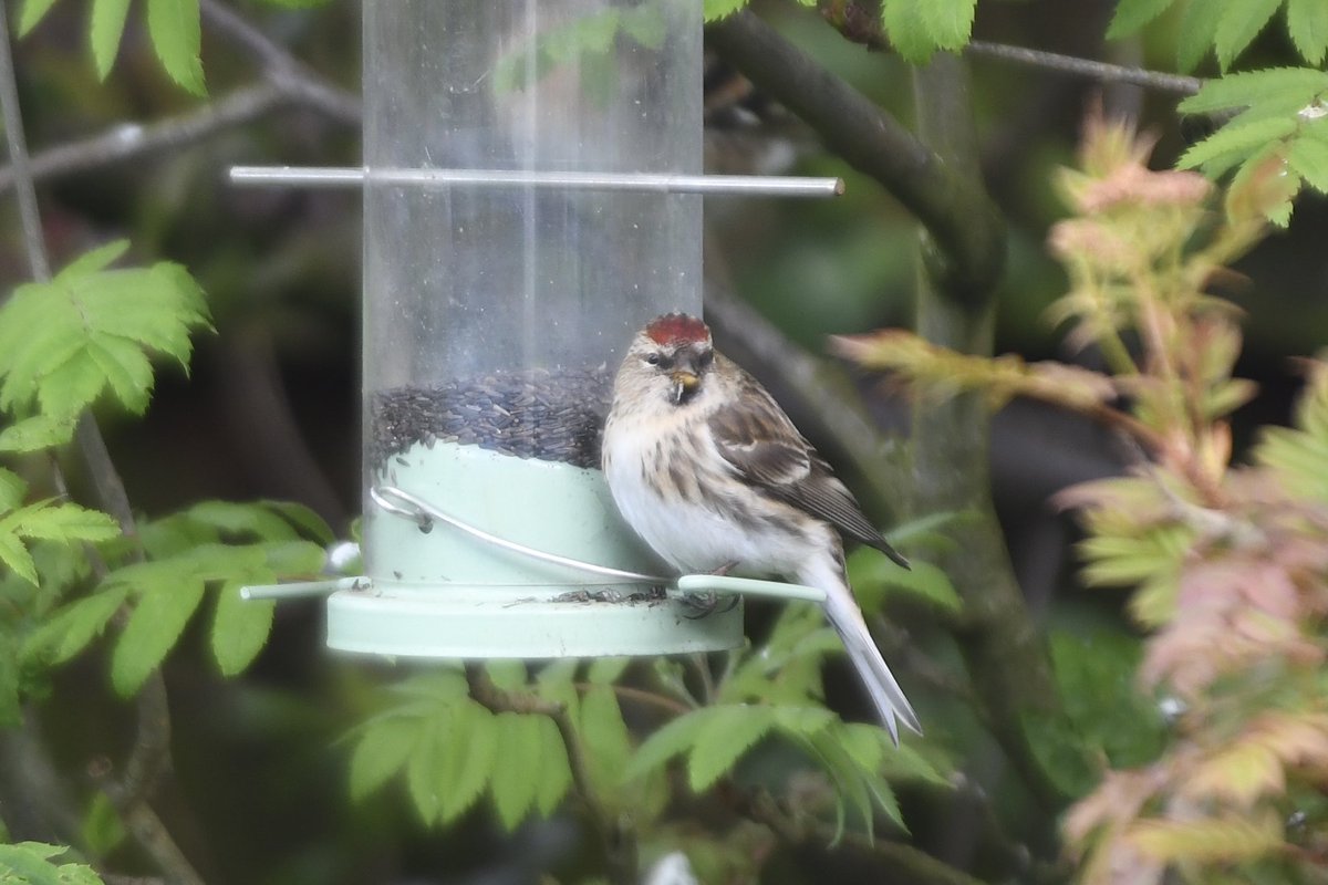 There have been a confusing array of redpolls passing through the garden over the last few weeks, including a few I’ve been unsure what to label. I don’t think this large pale individual is a Lesser!? @NTBirdClub