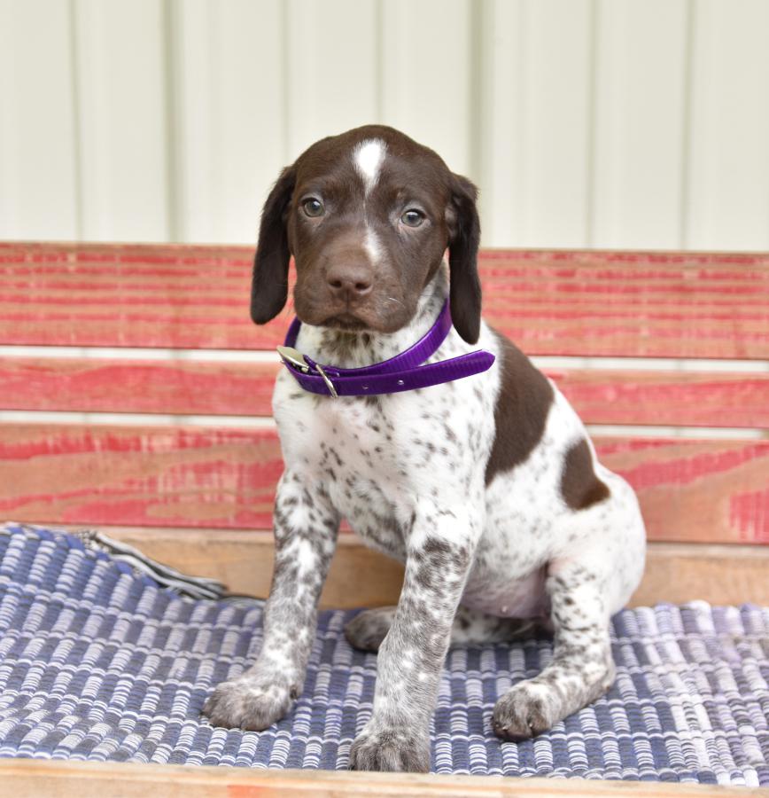 (MORE) This is what a pointer puppy looks like, just so you know. Kristi Noem took her gun and shot her 14-month-old pointer puppy and then bragged about it in a book.