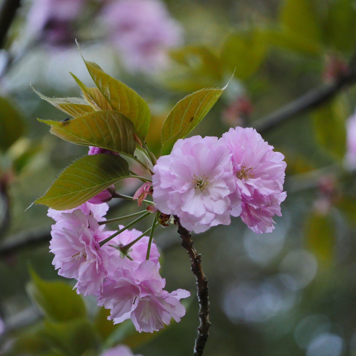 マイクロフォーサーズで、撮影してみました。 #Lumix GX8 #Panasonic #八重桜　 #マイクロフォーサーズ