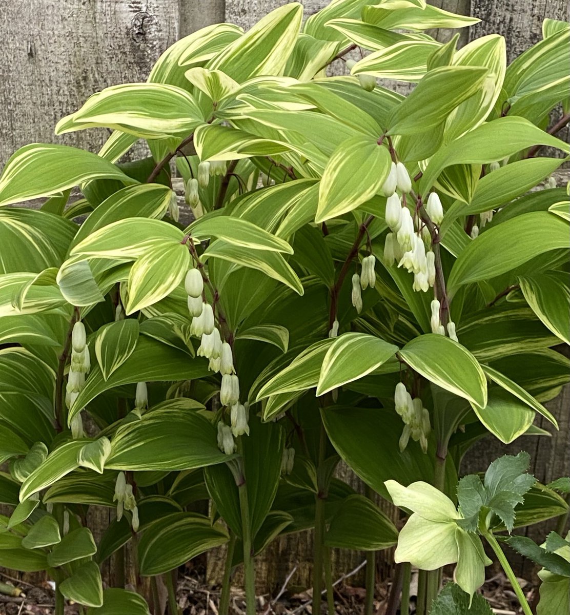 The Solomon’s Seal are blooming! Love these tiny blooms and the variegated leaves. #GardeningX #MasterGardener