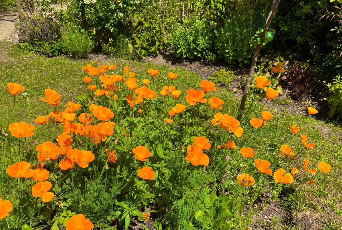 🧡I’m here for the flowers & plants. Not a fan of politics on my page…unless about banning plastic grass 👀 #NannysGardenWorld Join me  On Instagram & TikTok  #Flowers #Garden #GardeningTwitter #PlantingTwitter #BanPlasticGrass #PeatFree #GardeningX #orangeflowers