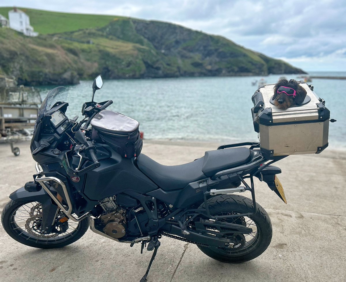 Saw this cool dog waiting to hit the road ! #portisaac