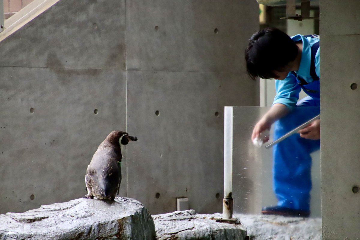 飼育員さんのお仕事を見守るパッちゃん。
#長崎ペンギン水族館
#フンボルトペンギン
#パッタイ
#東武動物公園