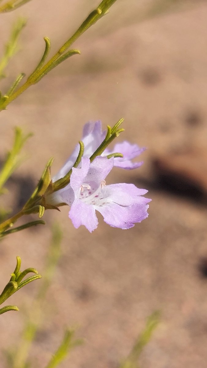 A few flowers I've spotted in and around Mt Gibson recently. My best guesses at genus based on my limited botanical knowledge: Ptilotus, Tricoryne, Goodenia and Eremophila.