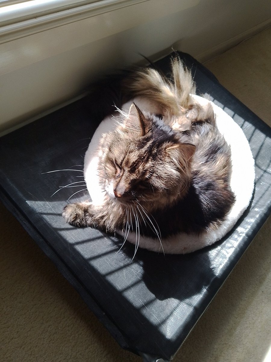 Sorry I'm late for Whiskers Wednesday but I slept in. So nice and warm here in the Aussie sun.