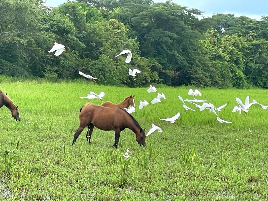 BrendaRibeiroG's tweet photo. Bonito día ☕🇻🇪🐂

Con éstas fotos que me envia Tulio desde su Finca Rancho Merecure en Cojedes

Nuestro país será uno de gran producción nacional, seguridad juridica, respeto a la propiedad, servicios de calidad 

#Ganaderia #Agricultura #Venezuela https://t.co/q3GsA7OebN