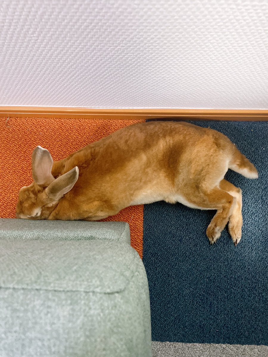 MiniRexChimaki's tweet photo. ちまきちゃんは今日も可愛い🐰🫶 https://t.co/PKE8asQm0A