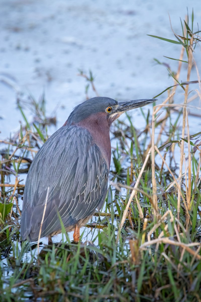 Green Heron.