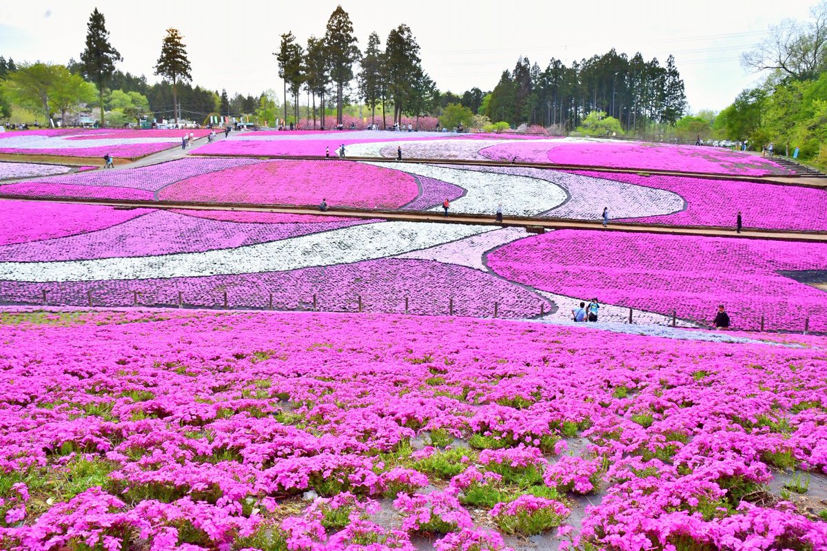 no0point's tweet photo. 芝桜✨羊山公園✨埼玉県秩父市 

#武甲山 #芝桜 #花 #flower #空 #空のある風景 #風景写真 #キリトリセカイ #Photography #ファインダー越しの私の世界 #写真の奏でる私の世界 #写真好きな人と繋がりたい #TLを花でいっぱいにしよう https://t.co/SkETVyswXH