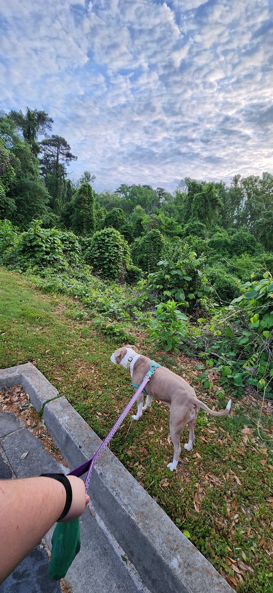 AustSwin98's tweet image. South Carolina beauty.