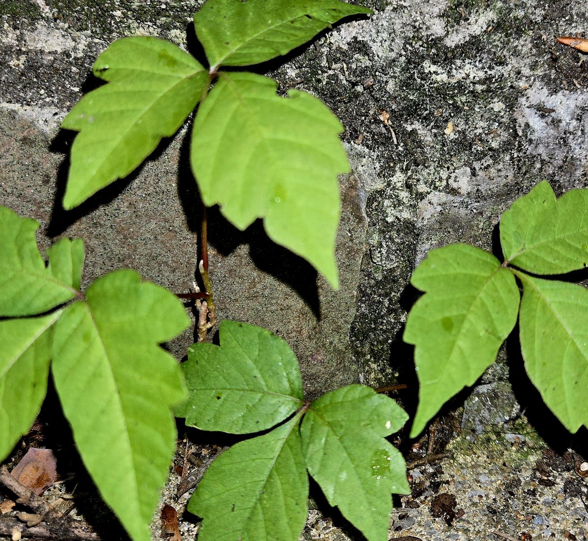 There's something so pretty about spring poison ivy climbing up rock. And yes, my skin is itching just looking at it. Anyway, wish me luck. I have some poison ivy and honeysuckle trying to take over, so I'm knocking it back today. #mountainlife