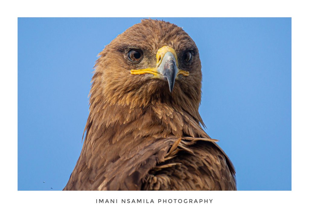 T A I 🦅 📸 @nsamila #Pichazansamila #Tanzania #Birds #Eagle