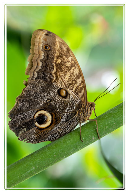 #Butterflies like this #owl #butterfly show its large eye like markings on its #wings to #defend against #predators. This #insect sat warming its wings on a branch in the #sunlight before searching for food. #wildlifephotography  #macrophotography #macro #ThePhotoHour #macrohour