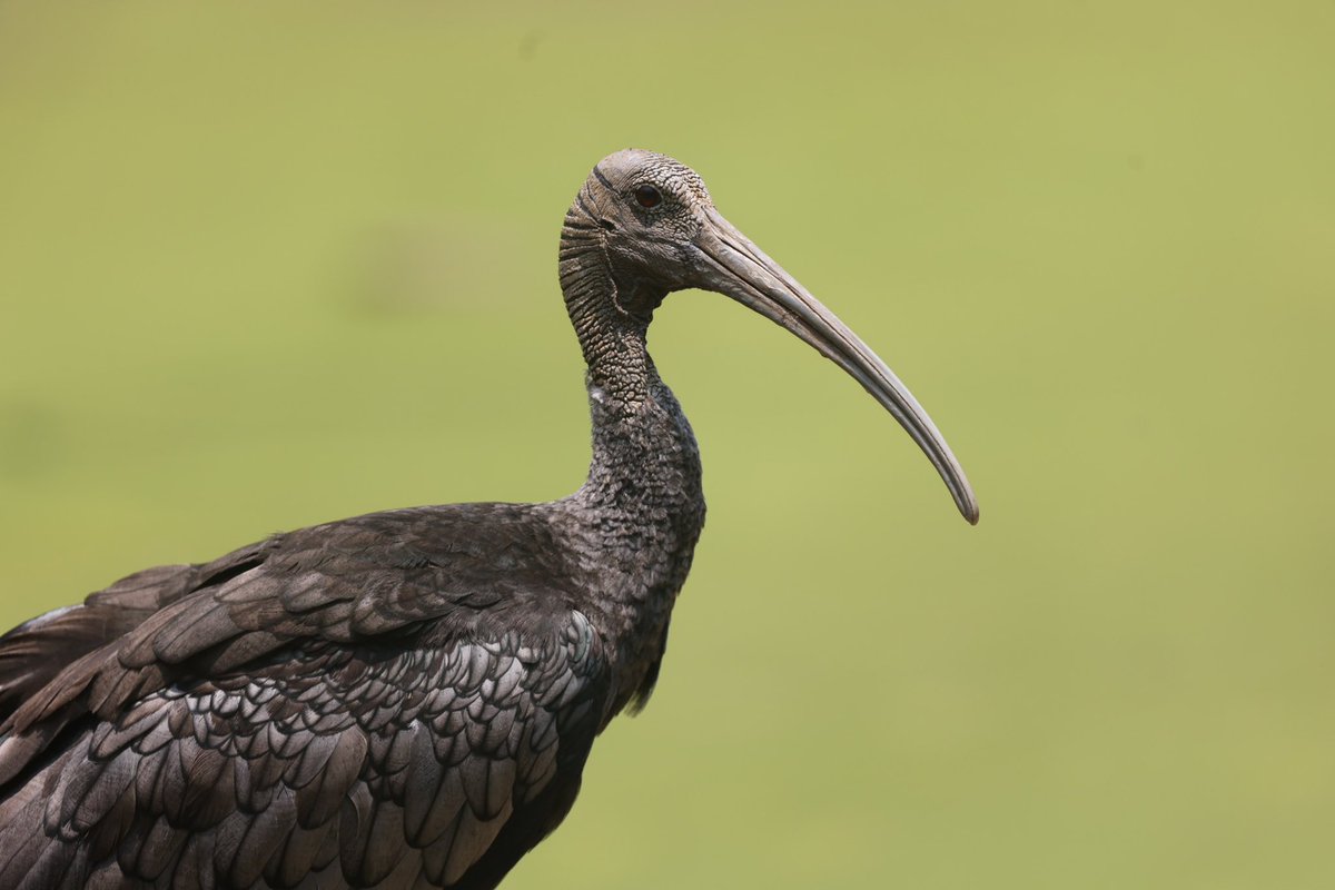 Hiding close to a small muddy Cambodian pond hoping that a Giant Ibis may come to drink (#BirdsSeenIn2024): one of the rarest birds in Asia with a population of just 100 pairs. Never imagined one would land so close: a full frame unedited image [BirdingInChina.com].