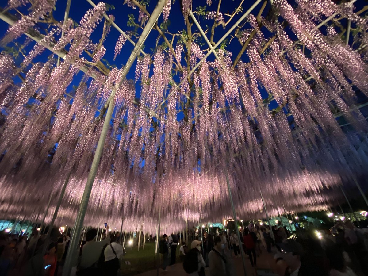 こんばんは。取材で栃木県あしかがフラワーパークへ。 満開の藤が迎えてくれました。藤の甘い香りには、痛みを緩和するリラックス効果もあるそうです。紫藤、白藤、薄紅藤の他、季節の花々に癒やされました。#あしかがフラワーパーク