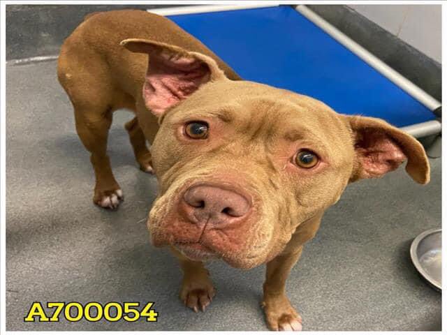 🆘⚠️ PEGGY WAS FOUND AS A STRAY AND TAKEN BACK AT SAN ANTONIO ACS THAT PLANS ON KILLING HER TODAY 4.27‼️

She’s very sweet & affectionate. She’s potty trained.
🚨📝She has ematomas💔, & has otitis externa.
#A700054

To #foster / #AdoptDontShop ☎️2102074738

#PledgeForRescue 🙏🏼