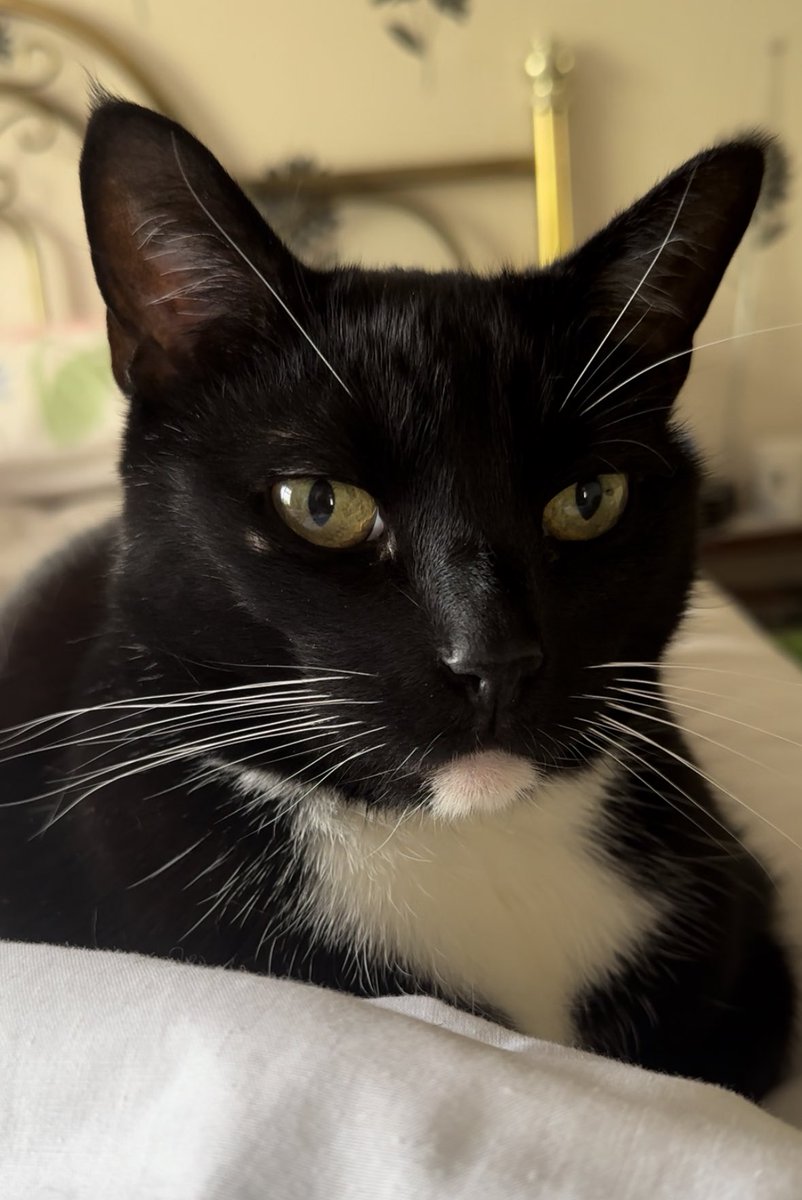 Happy Caturday from this little loaf 🍞🖤 #Caturday #CatsOnX #CatsOfTwitter