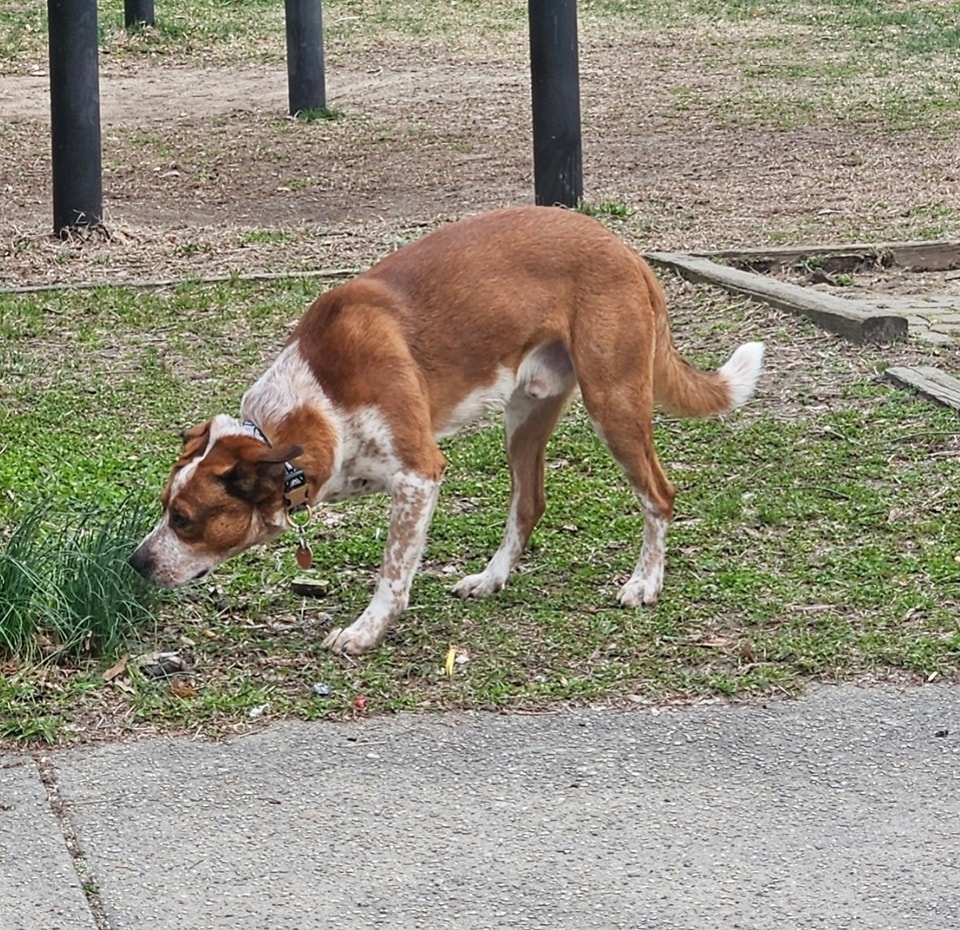 Local ACO is trying to catch this stray red/white male mix breed dog Shelter asks: 'Do Not Chase! We need everyone to call in sightings of him' Very Shy, 50 lbs Lake St./Shawmut Ave/Hunt St #CentralFalls #RI Please call 401-263-413 buff.ly/3w1Htwt #RhodeIsland #OceanState
