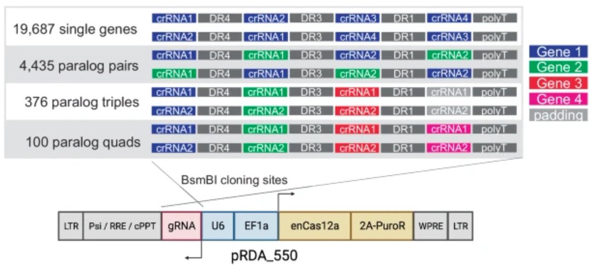 At long last, the in4mer paper is published! In4mer is our CRISPR/Cas12a platform, developed in collaboration with @JohnDoench, where we show that expressing 4mer arrays of Cas12a guides turns out to be a highly efficient way to knock out genes singly or in combination.