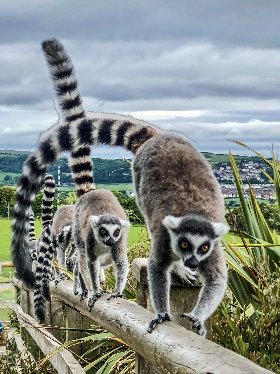 You could enjoy a walk on the wild side with our Ring Tailed Lemurs this weekend by checking out our Lemur Walkthrough! 📸: Jayne Sedley #SupportingConservation #NationalZooOfWales #Eryri360 #NorthWales #Photography #WildPhotography #Lemurs