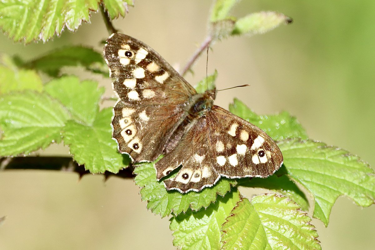 Speckled wood