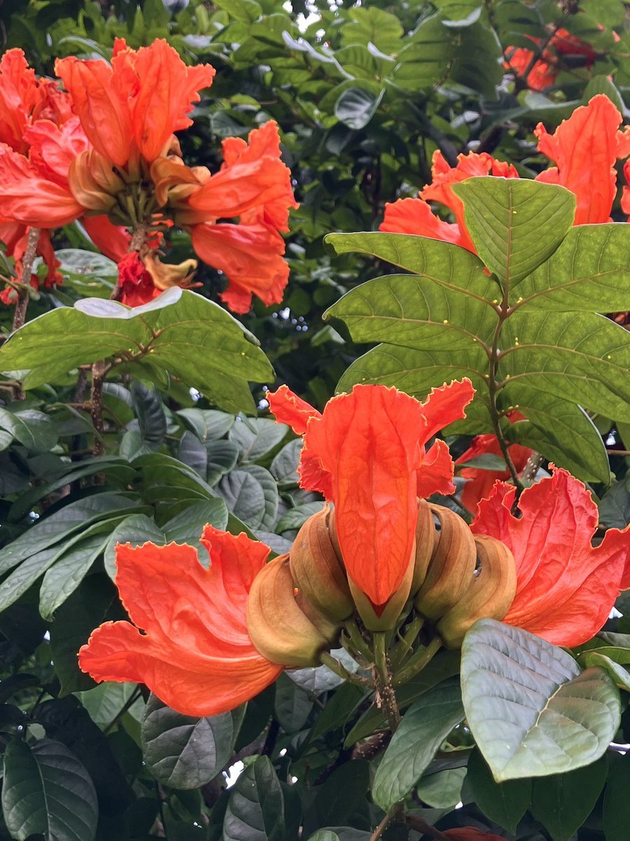 The African tulip tree (Spathodea campanulata) is such a beautiful species, unfortunately it is also an environmental weed in tropical and subtropical parts of Australia. The flower is known to be toxic to a range of native insects.