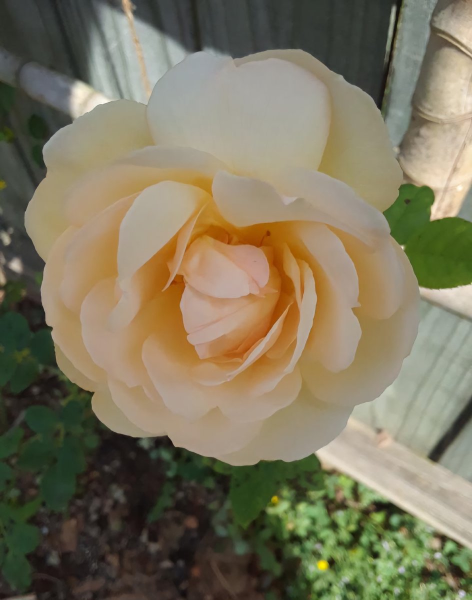 Wollerton Old Hall Rose