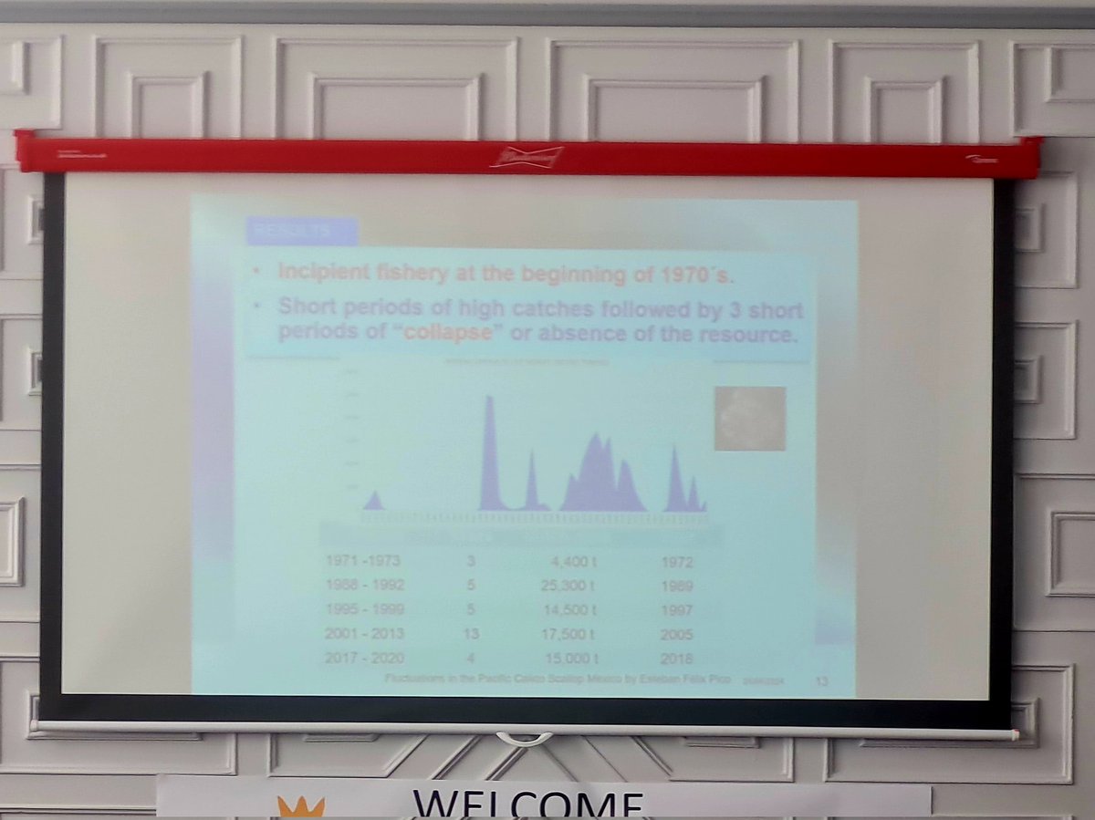 Another fascinating morning of scallop talks at the International Pectinid Workshop. We've travelled through New Zealand to Norway, the USA, Mexico, Croatia & France. Challenges include overfishing, sedimentation, eutrophication, habitat loss & climate change! #IPW2024