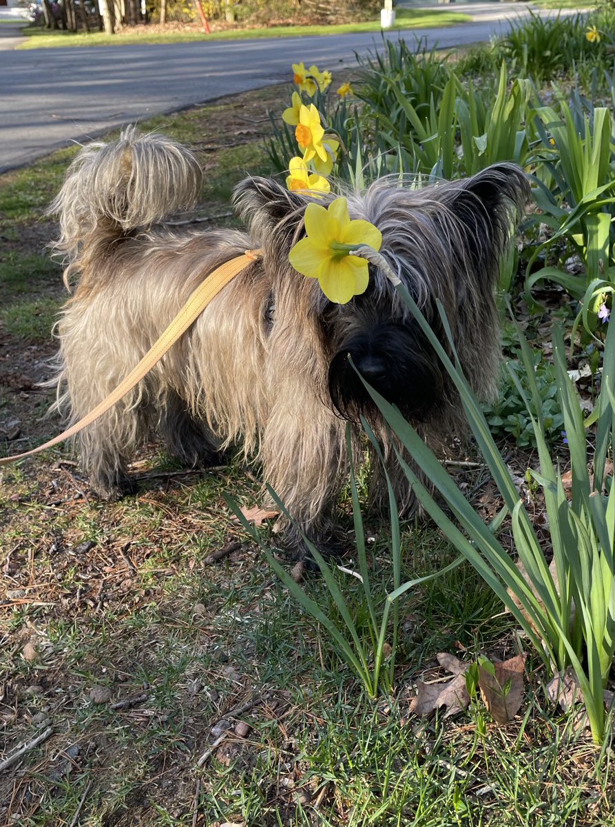 Daffodil 🌼