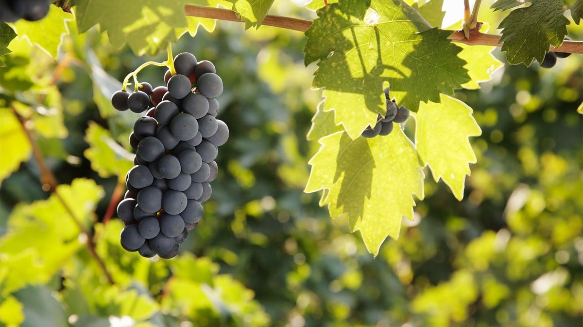 TIME TO PLAY: Can you identify a #wine without tasting it? This focused red has dark fruit, anise, chocolate and pepper notes. Know what it is? Play @WineSpectator's game! Here's the link: winespectator.com/whatamitasting…

pc: Maguey Images/Getty Images