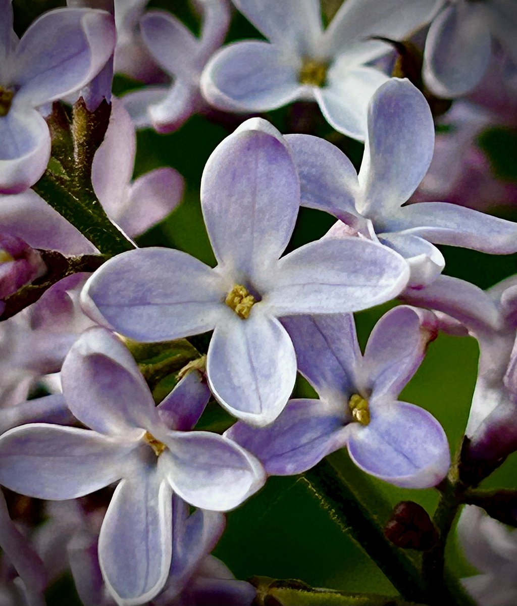 Good morning! How about a little macro for this weekend? #macrophotography