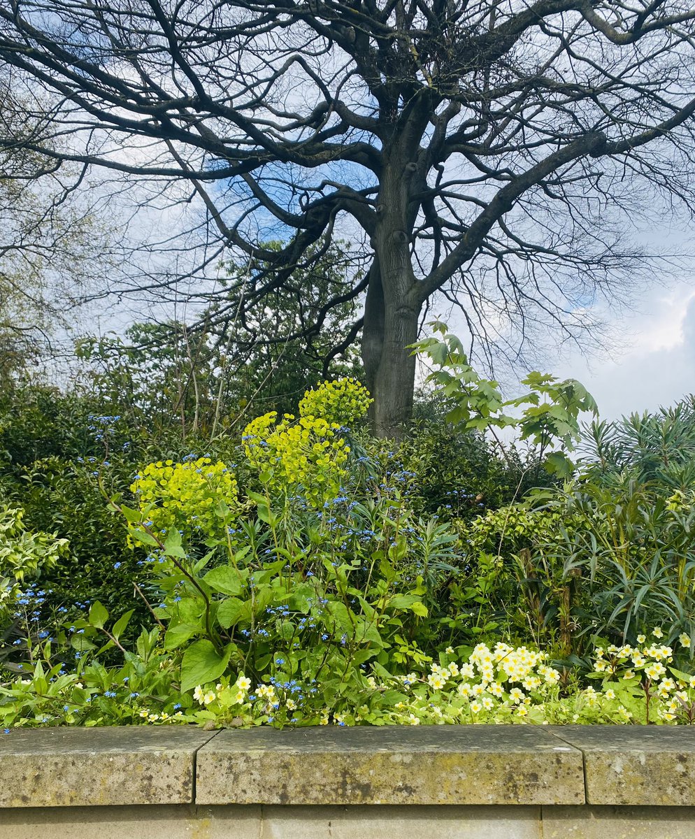 Loving the Euphorbia spring takeover at Weston Park Museum! 💚