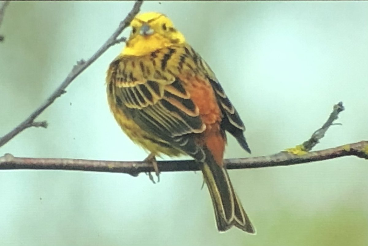 First day since 14/4 that we haven’t had a Wheatear at Nightingale Ponds. We did have other migrants with Gropper, Lesser throat and Swallows galore. Bird of the day tho was Yellowhammer
