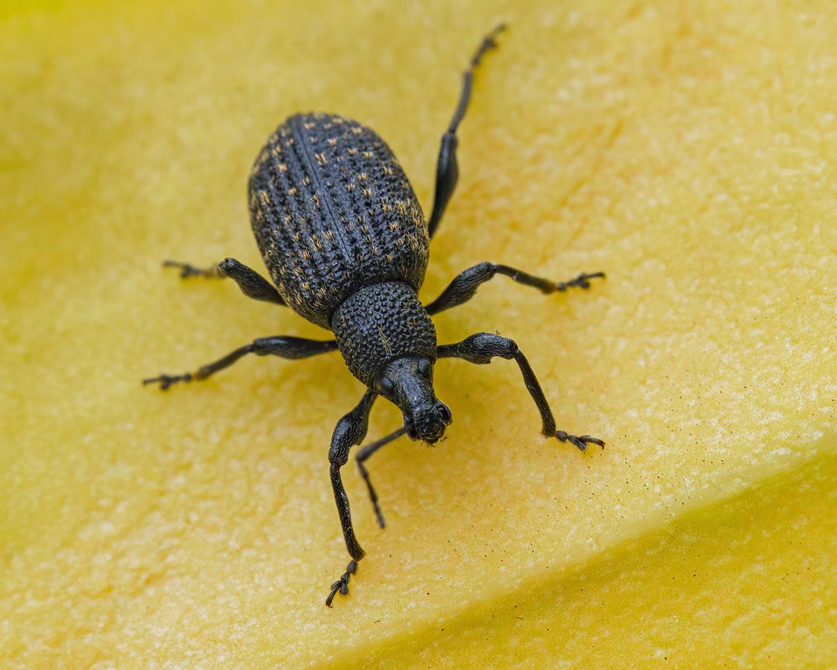 A weevil in the garden today. I think it's a Black Vine Weevil, but not absolutely sure. Seems to have lost one of its angled antennae. #Weevils