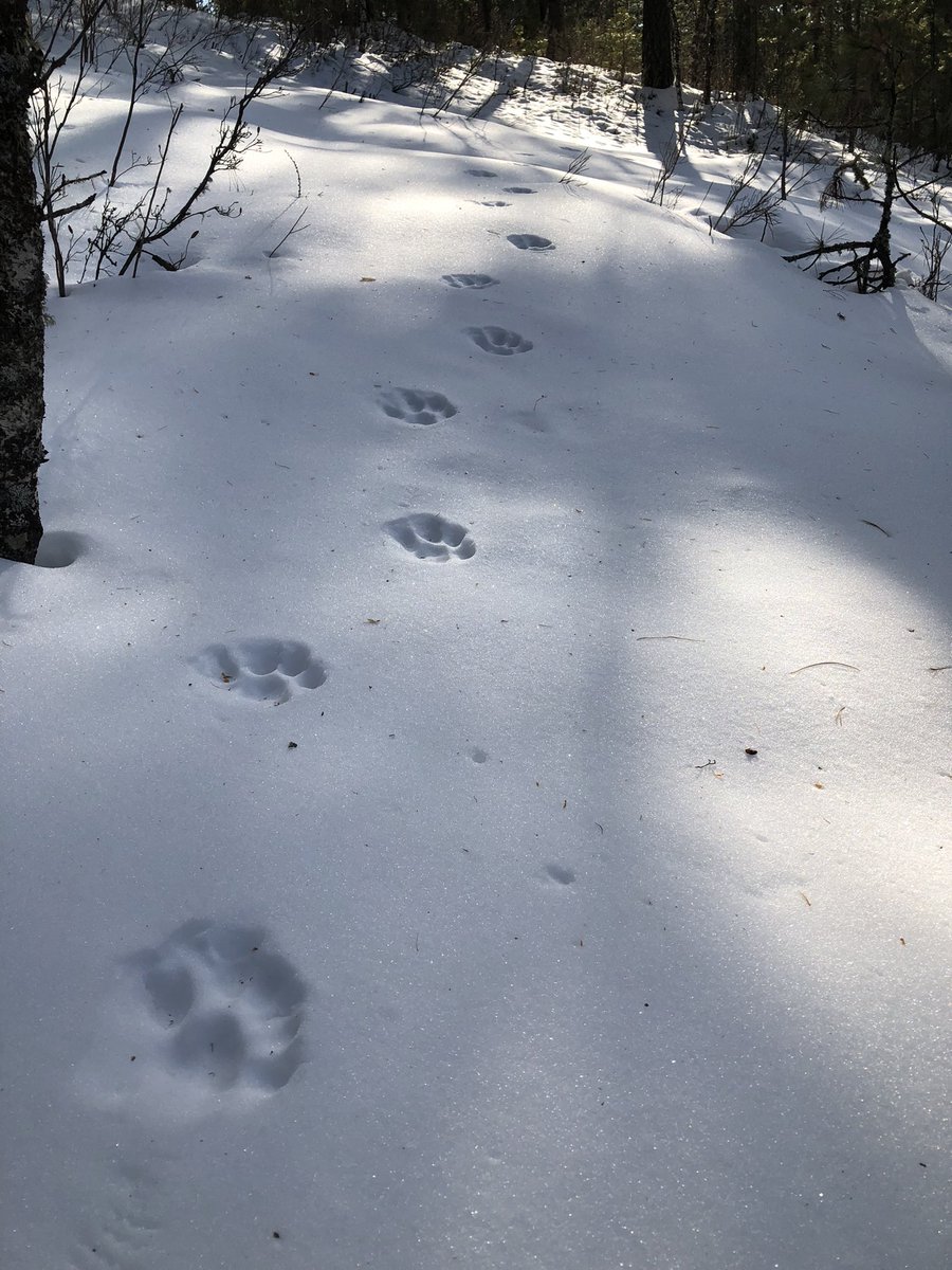 Less than an hour from Mongolia’s capital city, lucky to find Eurasian Lynx tracks!