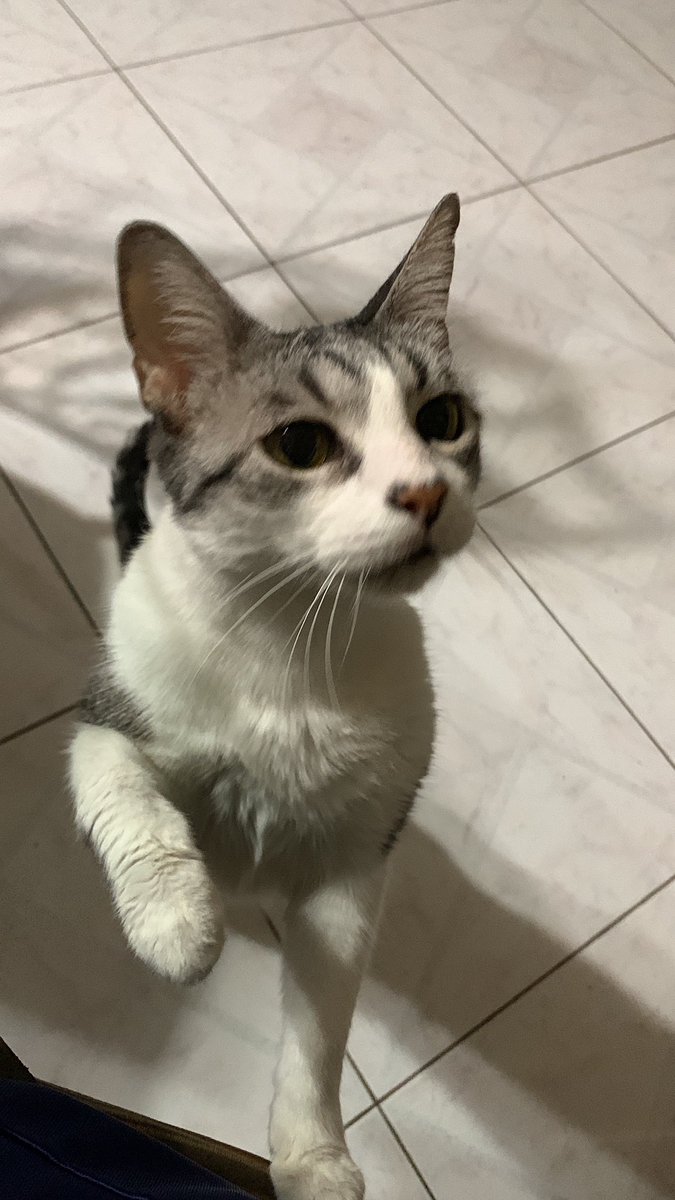 motamancer's tweet photo. te vamos a extrañar mucho;(

larga vida a la mejor gatita q cualquier humano puede pedir https://t.co/2F8IA3arR3