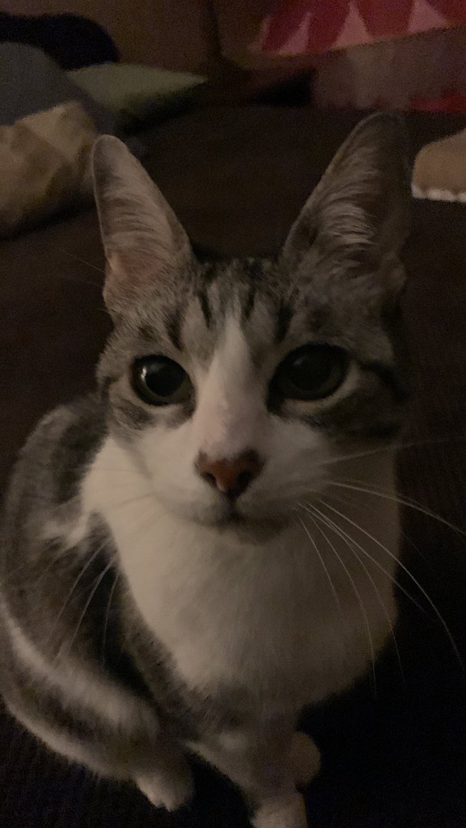 motamancer's tweet photo. te vamos a extrañar mucho;(

larga vida a la mejor gatita q cualquier humano puede pedir https://t.co/2F8IA3arR3