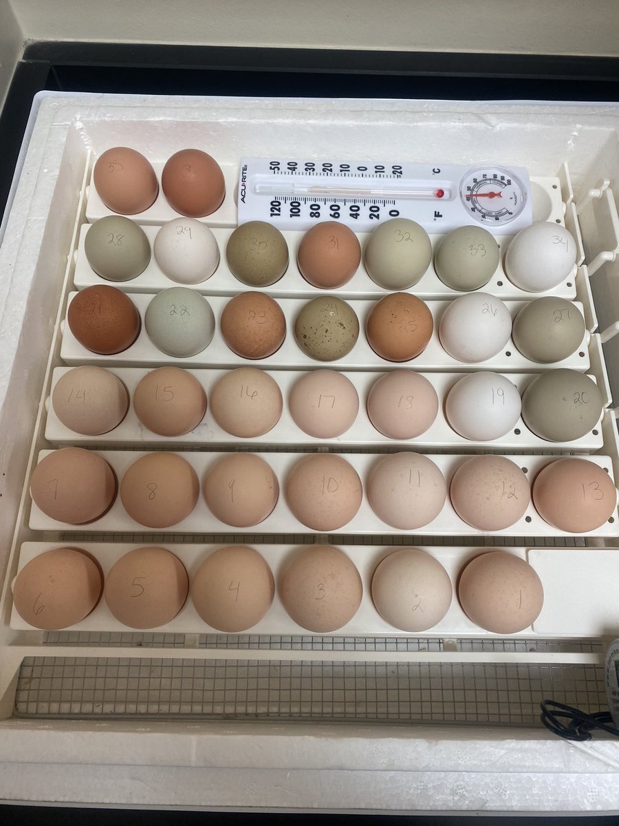 Laura Turngren tweet media