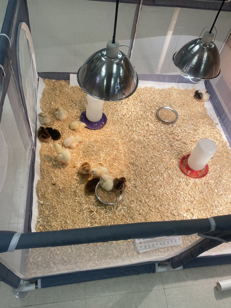 Laura Turngren tweet media